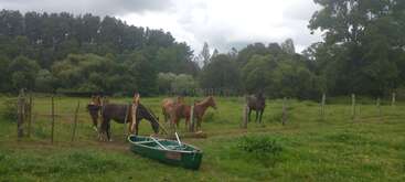 A group of horses stands inside a fenced green pasture. Lush trees surround the area. A green boat with oars rests on the grassy ground nearby.