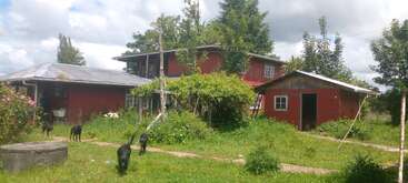 A rural scene featuring three red wooden buildings, lush greenery, several black dogs roaming, a cloudy sky, and trees surrounding the peaceful, countryside homestead environment.