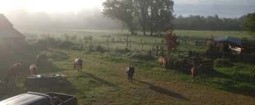 Morning sunlight bathes a peaceful farm scene. Several horses graze on green grass, surrounded by fences, trees, and farm buildings, with mist gently lingering in the background.