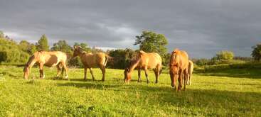 Five horses graze peacefully on a lush green field under a dramatic cloudy sky, surrounded by trees and soft, golden sunlight highlighting the serene scene.