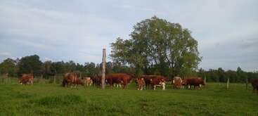 A herd of brown cows and calves graze peacefully on a green grassy pasture. Trees stand in the background under a cloudy sky, creating a tranquil rural scene.