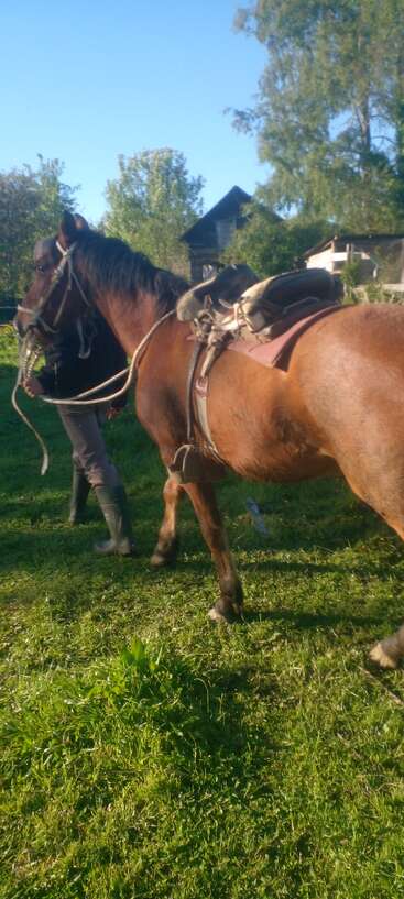 A person in boots leads a saddled brown horse across a grassy field, with trees and rustic buildings visible in the background under a clear sky.