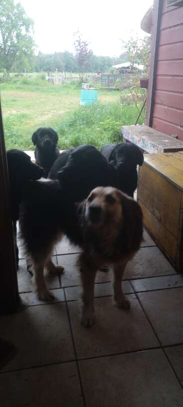 Five dogs stand at an open doorway, looking inside from a tiled floor. Outside, there’s green grass, trees, a blue barrel, and distant wooden fences.
