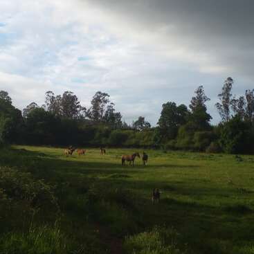 A peaceful green field with several horses grazing under a partly cloudy sky, surrounded by tall trees and bushes. A dog sits in the foreground.