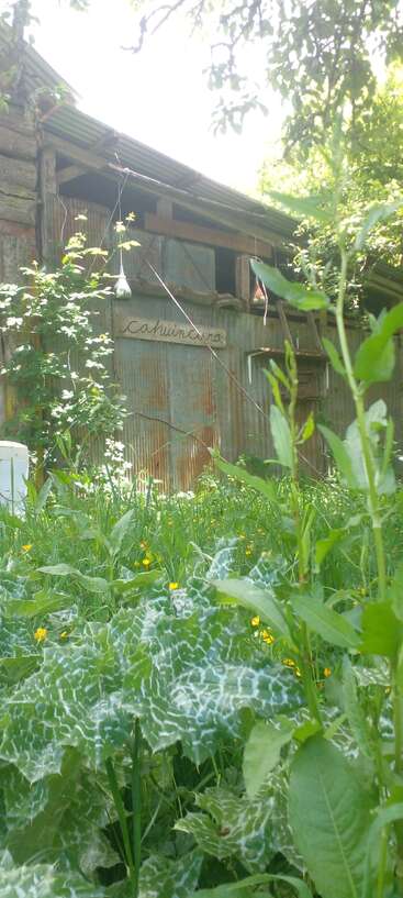 Sunlight filters through trees above an old, rustic shed with a corrugated metal wall. Wild green plants and yellow flowers fill the lush foreground. Peaceful.