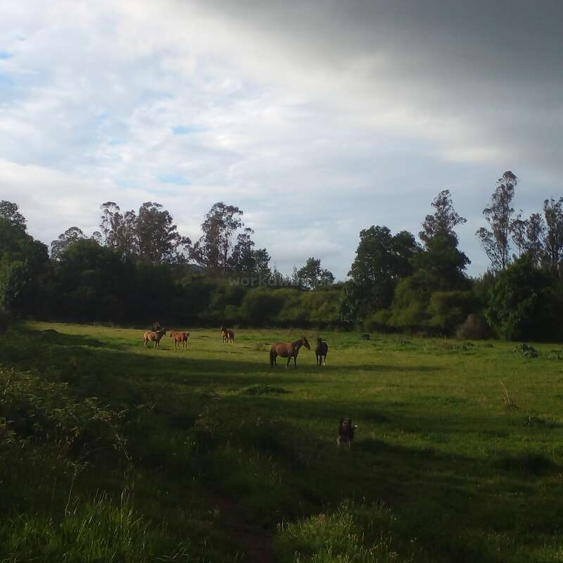 A peaceful green field with several horses grazing under a partly cloudy sky, surrounded by tall trees and bushes. A dog sits in the foreground.
