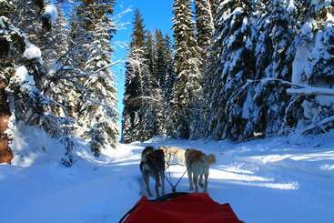 A sled pulled by huskies races through a snowy forest. Tall pine trees covered in snow line the path under a bright blue sky.
