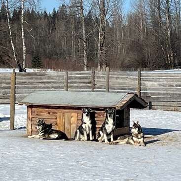 The image depicts four huskies sitting outside a wooden doghouse in a fenced yard, surrounded by snow-covered ground and trees in the background.