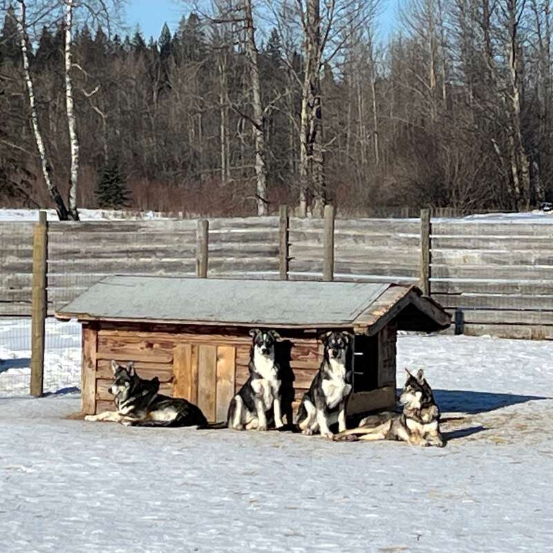 The image depicts four huskies sitting outside a wooden doghouse in a fenced yard, surrounded by snow-covered ground and trees in the background.