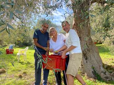 Drei Menschen versammeln sich fröhlich um eine rote Kiste und ernten Oliven unter einem großen Baum. Das Sonnenlicht fällt durch die Äste und schafft eine fröhliche Szene im Freien, die von Teamwork und Freude geprägt ist.
