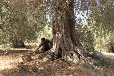 Eine Person kniet im Schatten eines großen, uralten Baumes und pflegt den Boden mit grünen Handschuhen, umgeben von Sonnenlicht und dichtem Laub.