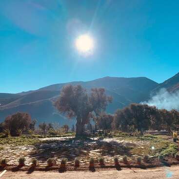 L'image représente un paysage serein composé d'un arbre majestueux, d'une végétation luxuriante et d'un arrière-plan montagneux sous un soleil radieux, évoquant un sentiment de tranquillité et de beauté naturelle.