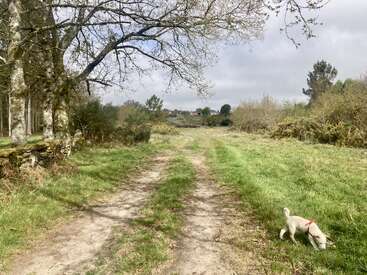 Una tranquila escena campestre con un camino de tierra que serpentea entre prados, bordeado de árboles y arbustos. Un perrito blanco olfatea el suelo mientras explora los alrededores.