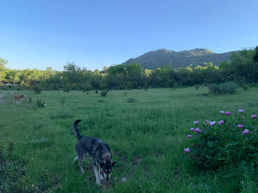 La imagen representa un sereno paisaje con dos perros en un frondoso campo de hierba, con una majestuosa cadena montañosa al fondo y vibrantes flores floreciendo a la derecha.