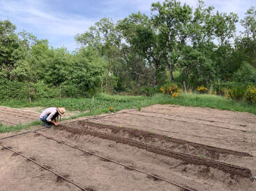 Una persona está plantando en un jardín con hileras de tierra y líneas de riego, rodeada de árboles y vegetación en un día soleado.