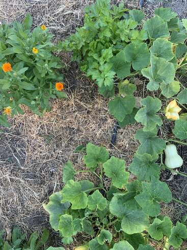 La imagen muestra un arriate con una mezcla de plantas verdes, como calabazas y caléndulas, rodeado de hierba seca y tierra, visto desde arriba.