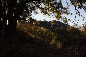 La imagen representa un paisaje sereno con árboles y una masa de agua, en el que destacan el tronco y las ramas de un árbol, con una sutil insinuación de un cielo despejado al fondo.