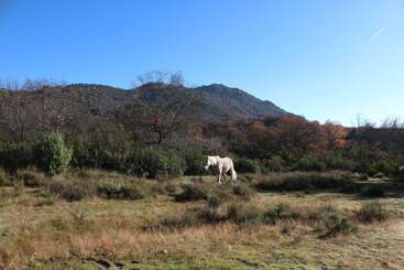 La imagen representa una serena escena de un caballo blanco con largas crines, de pie en un campo, con una masa de agua y árboles visibles al fondo.