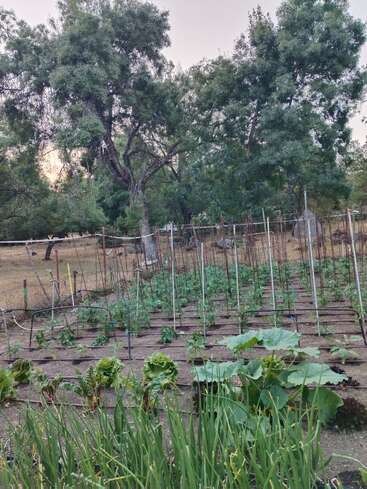 This image shows a well-organized vegetable garden with various green plants, trellises, and irrigation tubes, surrounded by tall trees and a rustic fence. Peaceful setting.