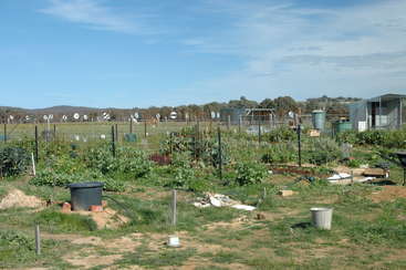 L'image représente un jardin communautaire avec une variété de plantes et d'arbres, présentant une gamme variée de verdure et de feuillage, mettant en valeur un espace extérieur prospère.