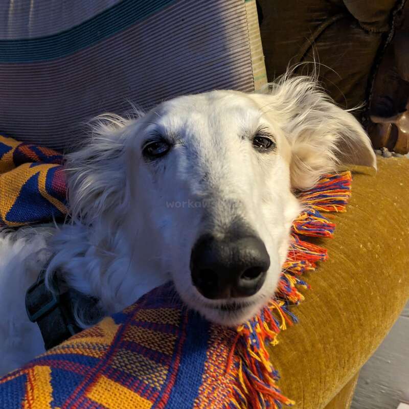 The image features a white dog with long hair, resting its head on a yellow couch, surrounded by a colorful blanket and a striped pillow.