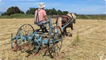 Un hombre con sombrero conduce un arado tirado por caballos a través de un campo seco y cosechado, rodeado de árboles verdes y cielo abierto, trabajando la tierra de forma tradicional.