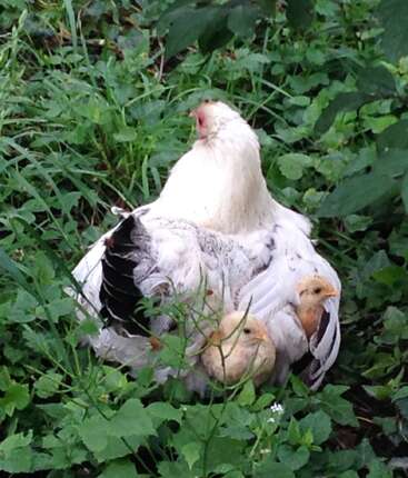 Uma galinha branca senta-se protetoramente em um pedaço de grama verde com dois pintinhos amarelos aninhados em segurança sob suas asas, cercados por folhagens e plantas exuberantes.
