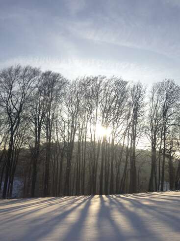 Árvores nuas se erguem com a luz do sol, lançando longas sombras sobre a neve branca e imaculada sob um céu azul claro, evocando uma pacífica manhã de inverno.