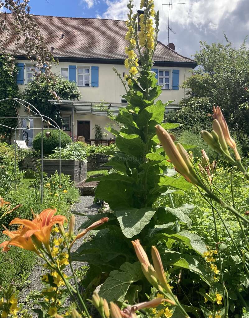 Um jardim exuberante com flores vibrantes e vegetação fica em frente a uma casa charmosa com persianas azuis, telhado de telhas e um pátio coberto.
