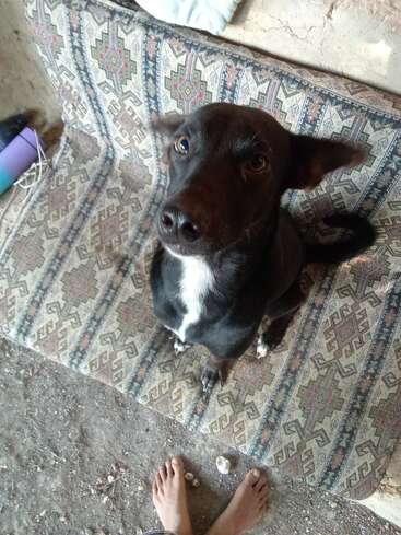 Un chien noir au poitrail blanc est assis sur un canapé à motifs et regarde la caméra. Des pieds humains nus sont visibles sur le sol poussiéreux.