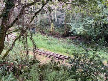 La imagen representa una serena escena forestal con un pequeño arroyo, exuberante vegetación y troncos caídos, evocando una sensación de belleza natural y tranquilidad.