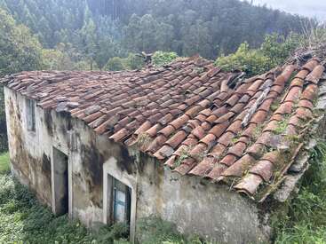 Una vieja casa abandonada con el tejado dañado y cubierto de musgo se alza entre hierba crecida y plantas silvestres, rodeada por un frondoso bosque de fondo.