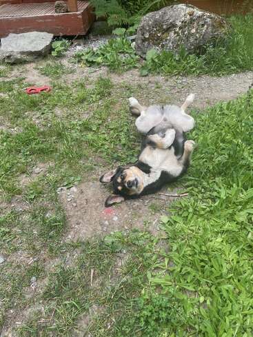 Un perro feliz está tumbado boca arriba en un jardín cubierto de hierba, con aspecto relajado y juguetón. Cerca hay un juguete rojo y, al fondo, se ven unas rocas.
