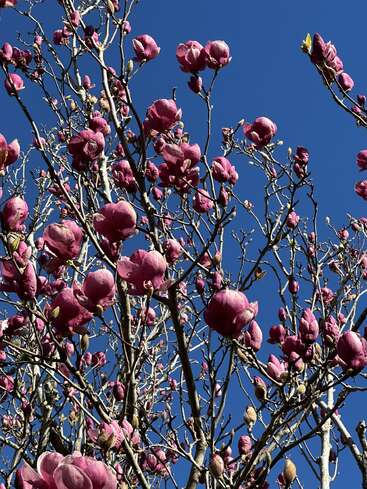 Bright pink magnolia blossoms cover the branches of a tree against a clear, deep blue sky. The flowers are abundant, signaling the arrival of spring.