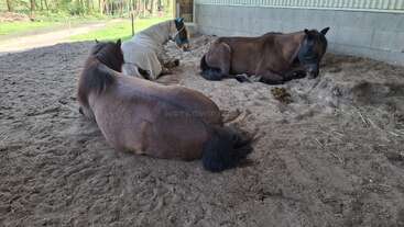 Tres caballos están tumbados en un suelo arenoso dentro de una zona protegida. Uno de los caballos lleva una funda protectora, mientras que los otros descansan cómodamente, con aspecto relajado y tranquilo.