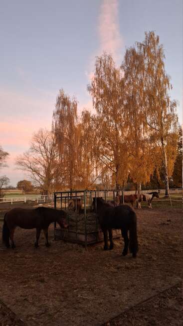 Several horses gather around a hay feeder in a paddock. Tall trees with autumn leaves surround the area, under a pastel sky at dusk. Peaceful scene.