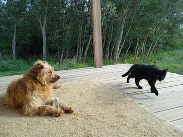 Das Bild zeigt eine ruhige Szene mit einem Hund und einer Katze auf einer Holzterrasse, umgeben von Bäumen, wobei der Hund auf einem Teppich liegt und die Katze auf ihn zugeht.