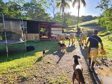 A man walks behind three cows with three dogs, near a wooden house and trampoline, lush greenery and palm trees, under bright morning sunlight.