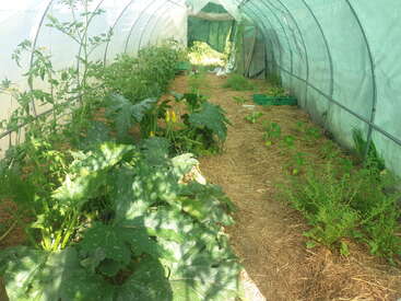 Esta imagen muestra el interior de un túnel invernadero con varias plantas verdes y hortalizas que crecen en hileras, paja en el suelo y cajas a los lados.
