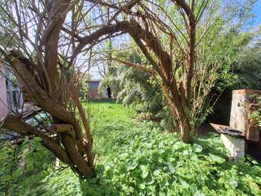 A sunlit, overgrown garden with lush green plants, twisted tree branches forming an arch, thick bushes, a rustic shed, and a weathered brick barbecue.