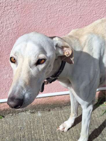A slender, light-colored dog with a black collar stands on a concrete surface, casting a shadow against a pink textured wall in the bright sunlight.
