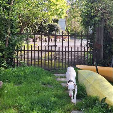 A white dog walks on green grass near a yellow canoe, approaching a black iron gate, surrounded by lush trees and bright sunlight in a garden.