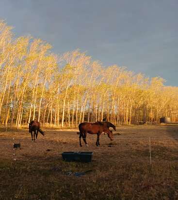 Deux chevaux bruns broutent paisiblement dans un pâturage ensoleillé, entourés de grands arbres dorés et d'un ciel crépusculaire, créant une atmosphère calme et rurale d'automne.