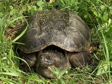 A large snapping turtle with a dark, moss-covered shell rests in thick green grass and vegetation, blending into its natural outdoor habitat perfectly and peacefully.