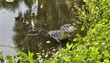 Ein Alligator liegt teilweise im Wasser eines ruhigen, spiegelglatten Teiches inmitten üppiger, grüner Vegetation. Die umgebenden Pflanzen und das stille Wasser schaffen eine friedliche, natürliche Szenerie.