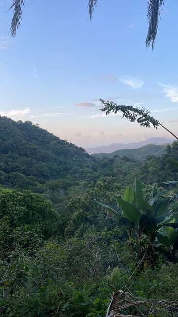 Lush green tropical hills stretch into the distance under a soft blue sky, with large leafy plants and dense forest filling the peaceful landscape.
