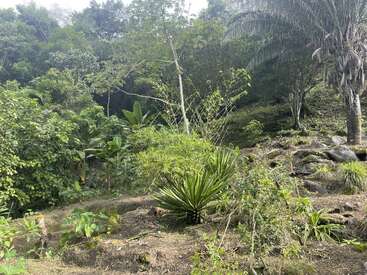 This image shows a lush, green tropical hillside with various plants, trees, and rocks under sunlight. The scene is natural, vibrant, and richly vegetated.