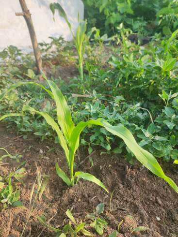 Esta imagem mostra plantas jovens de milho verde crescendo em um jardim com solo saudável. A luz do sol ilumina as folhas frescas enquanto a vegetação circundante prospera nas proximidades.
