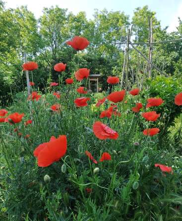 Das Bild zeigt ein leuchtend rotes Mohnblumenfeld mit üppigem Grün und Bäumen im Hintergrund, die eine ruhige und natürliche Umgebung darstellen.
