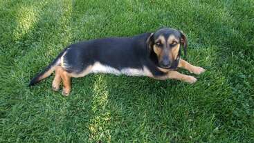 Ein schwarz-brauner Hund mit kurzen Beinen liegt auf frischgrünem Gras und schaut mit ruhigem, entspanntem Blick direkt in die Kamera.